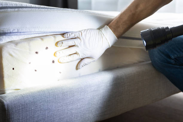 Best Flea Control Services  in Traverse City, MI