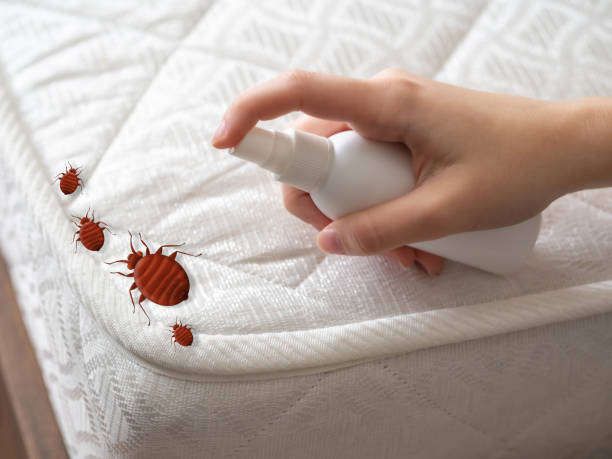 Best Spider Control Near Me  in Traverse City, MI