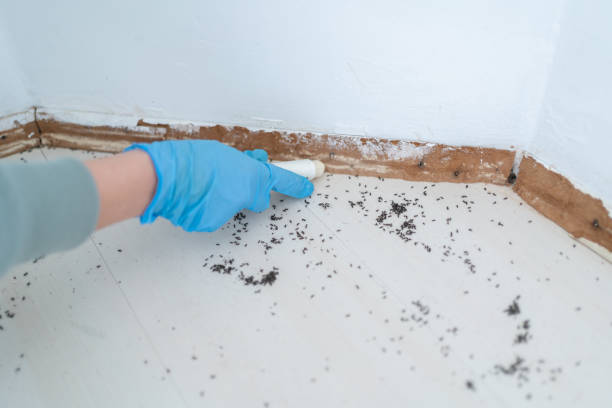 Best Local Pest Control Services  in Traverse City, MI